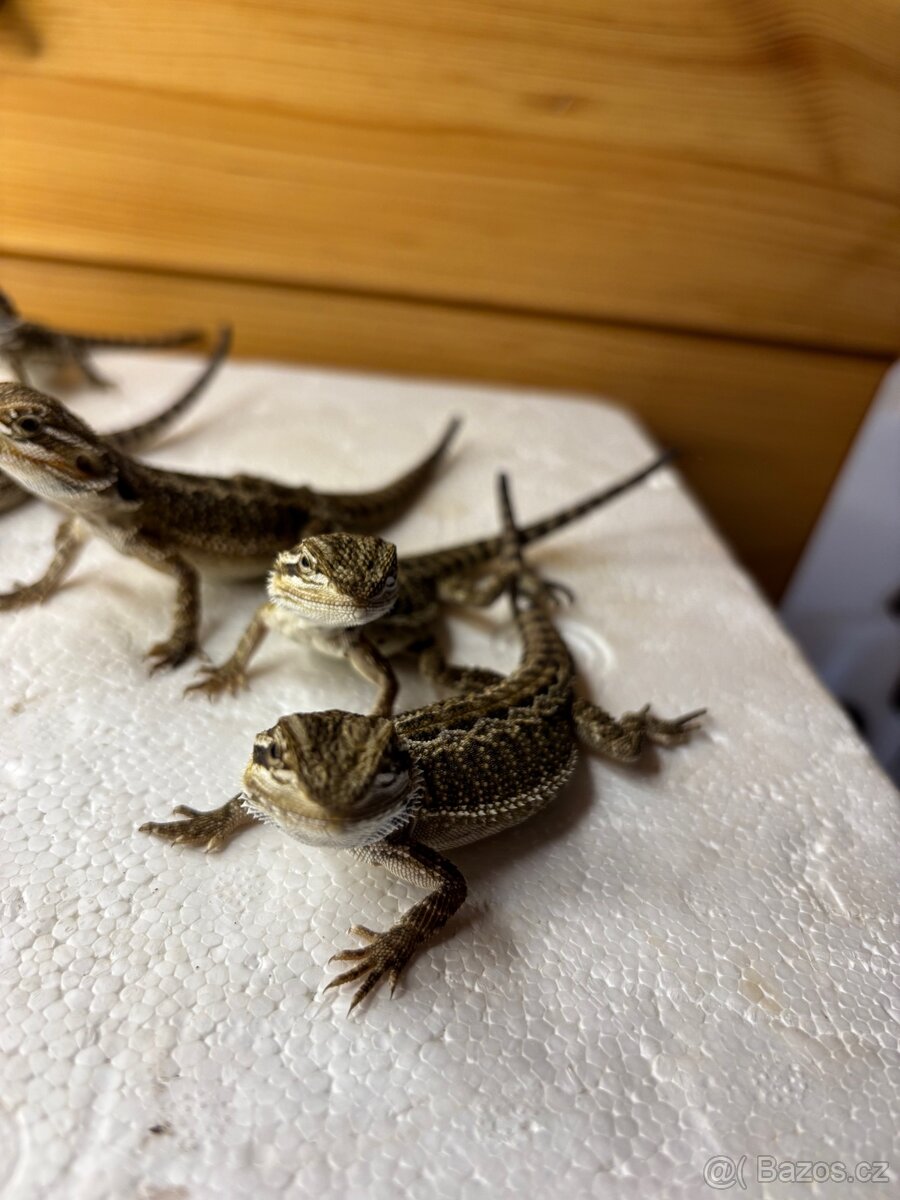 Prodám mláďata agamy vousaté - 2