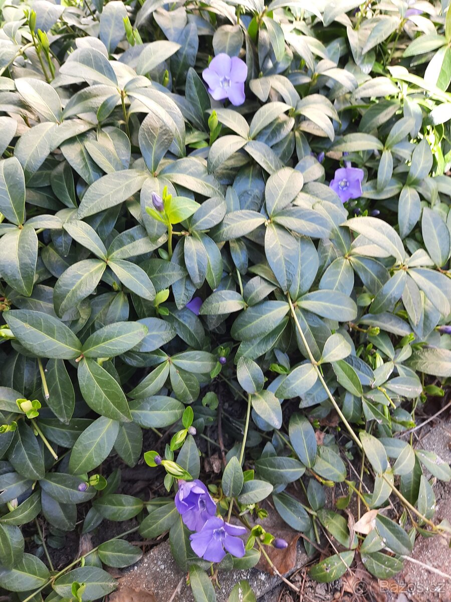 Barvínek- půdopokryvný - 2