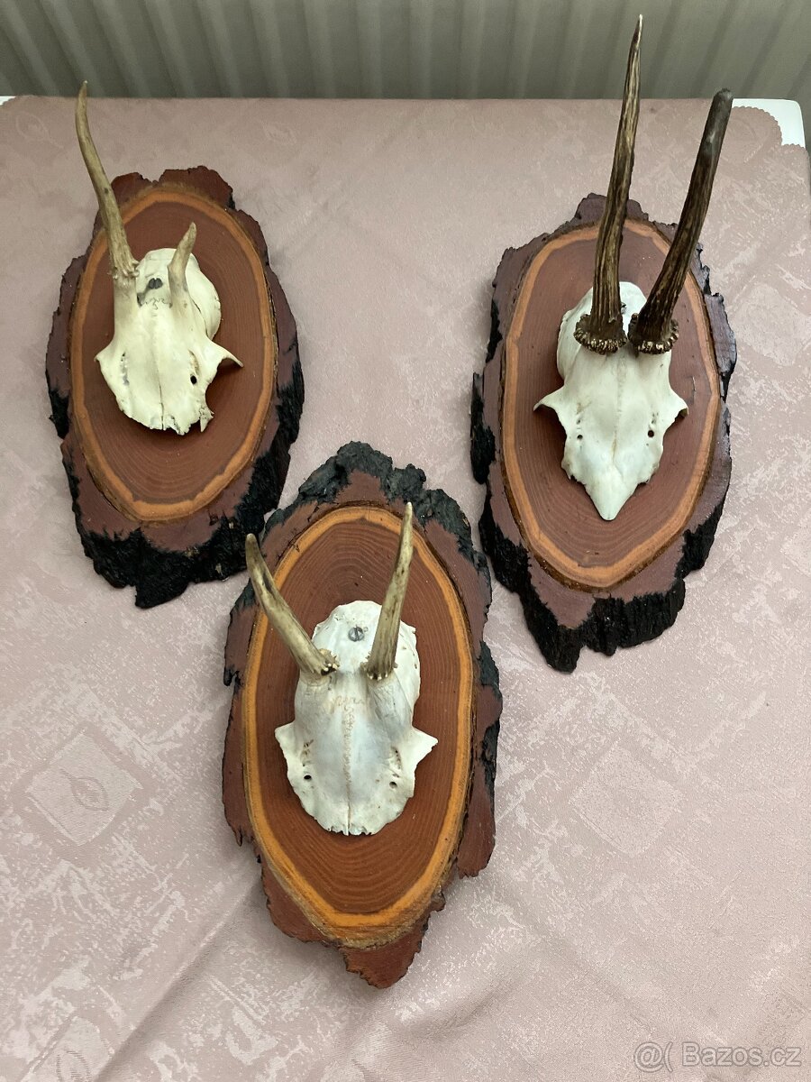 Krásné paroží srnčí - myslivecká trofej - 2