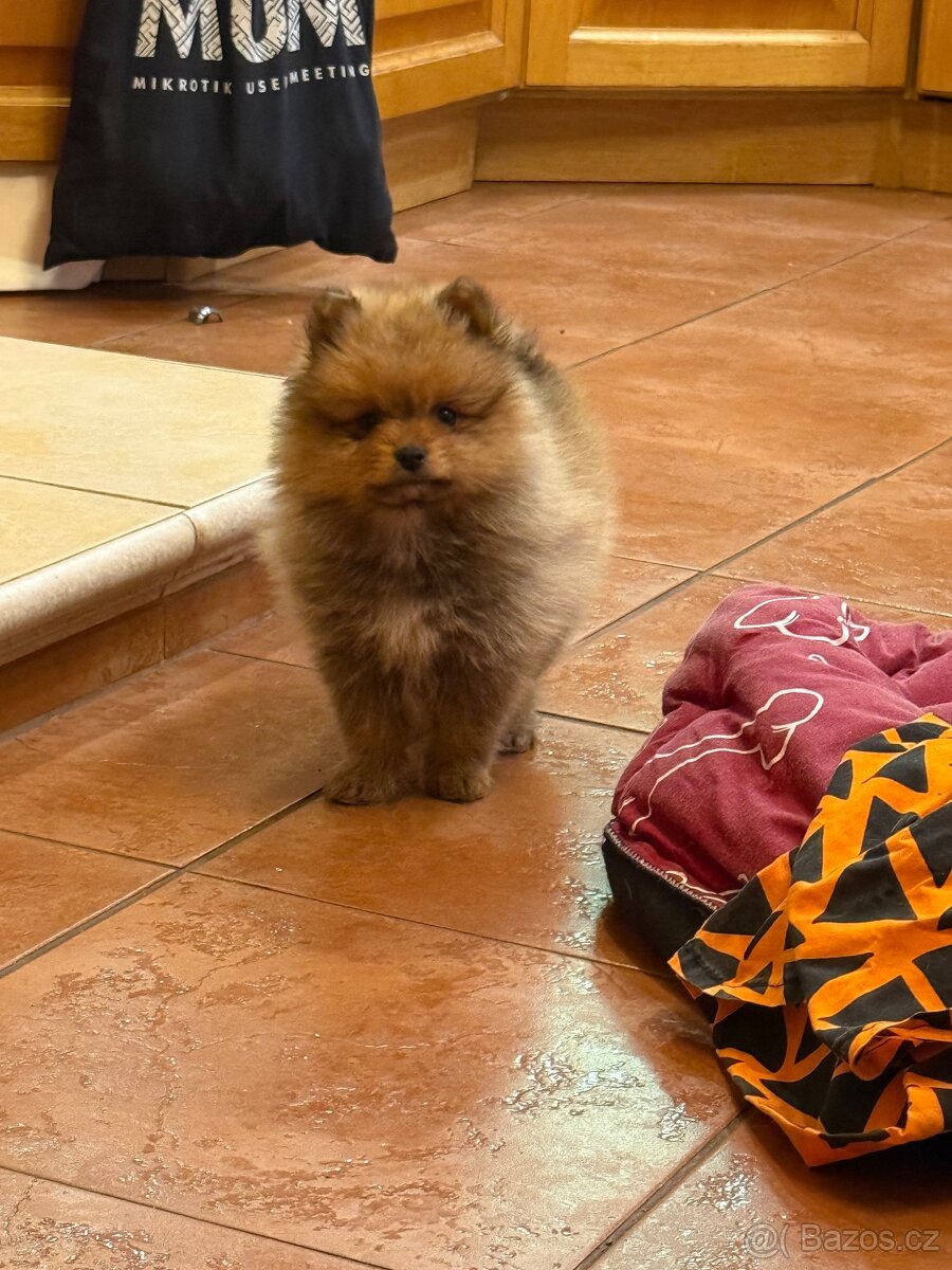 Štěňátko Malý špic - 2