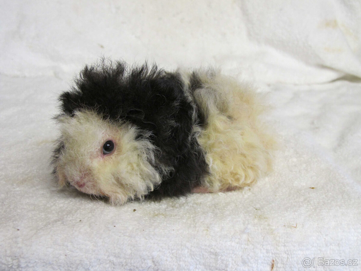 Morče peruánec - 2