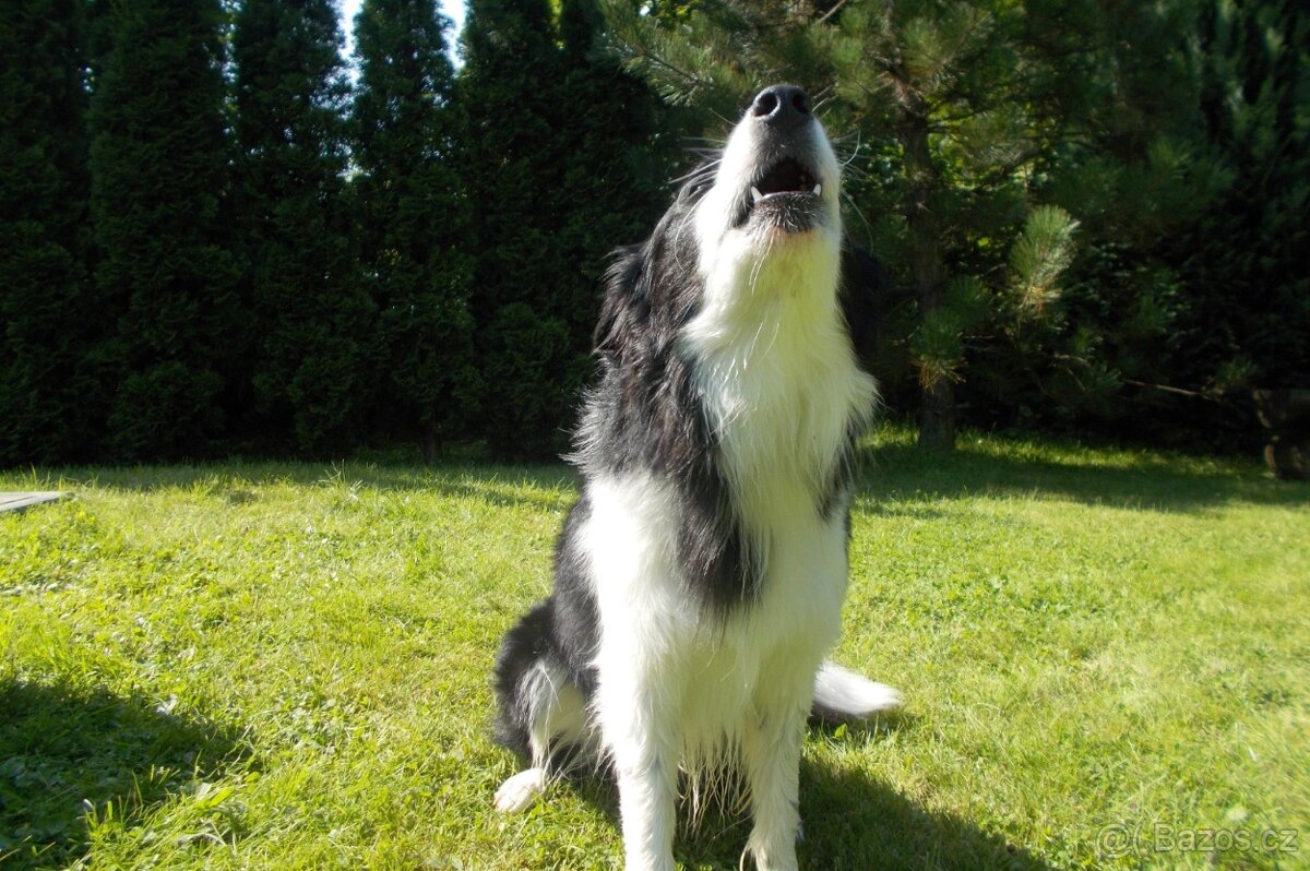 Krytí border kolie bez Pp - 2