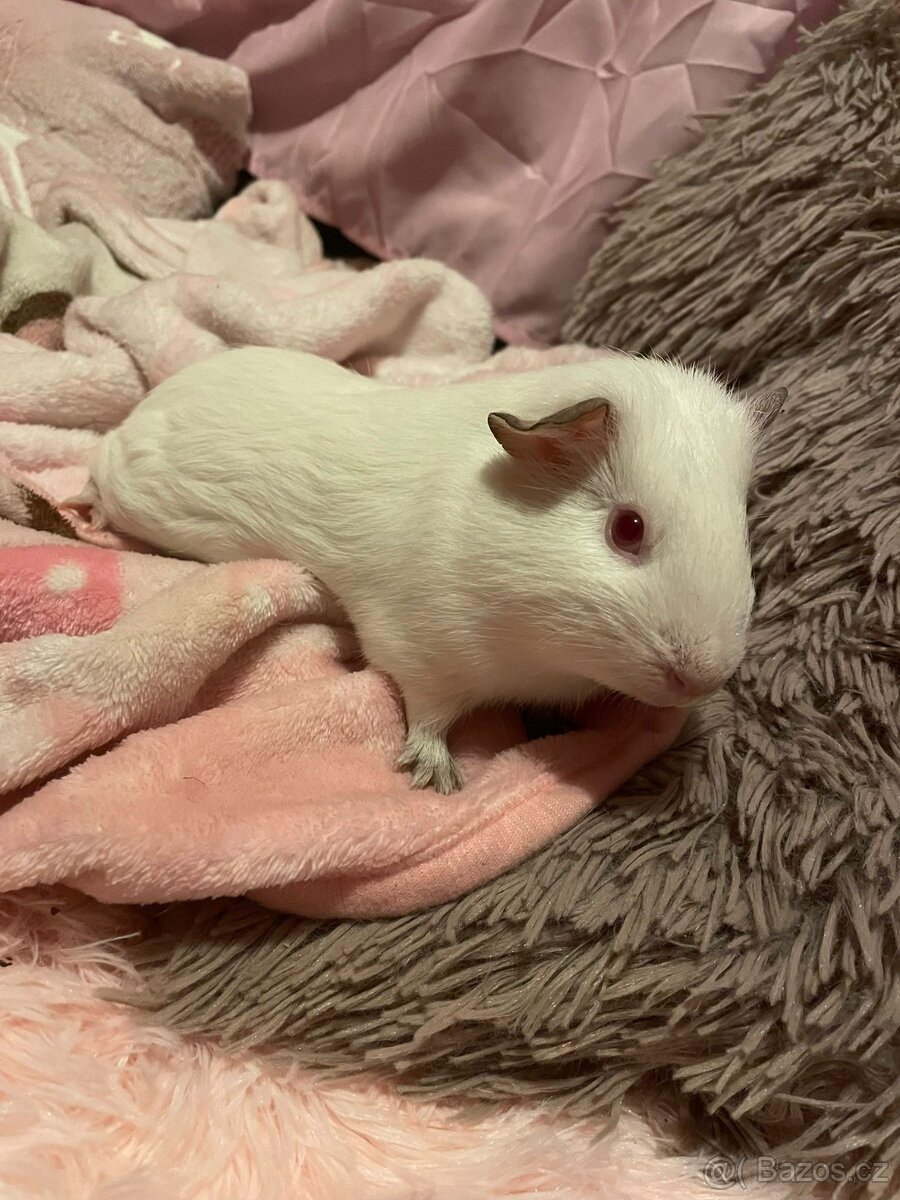 Morčátka i s klecí zdarma - 2