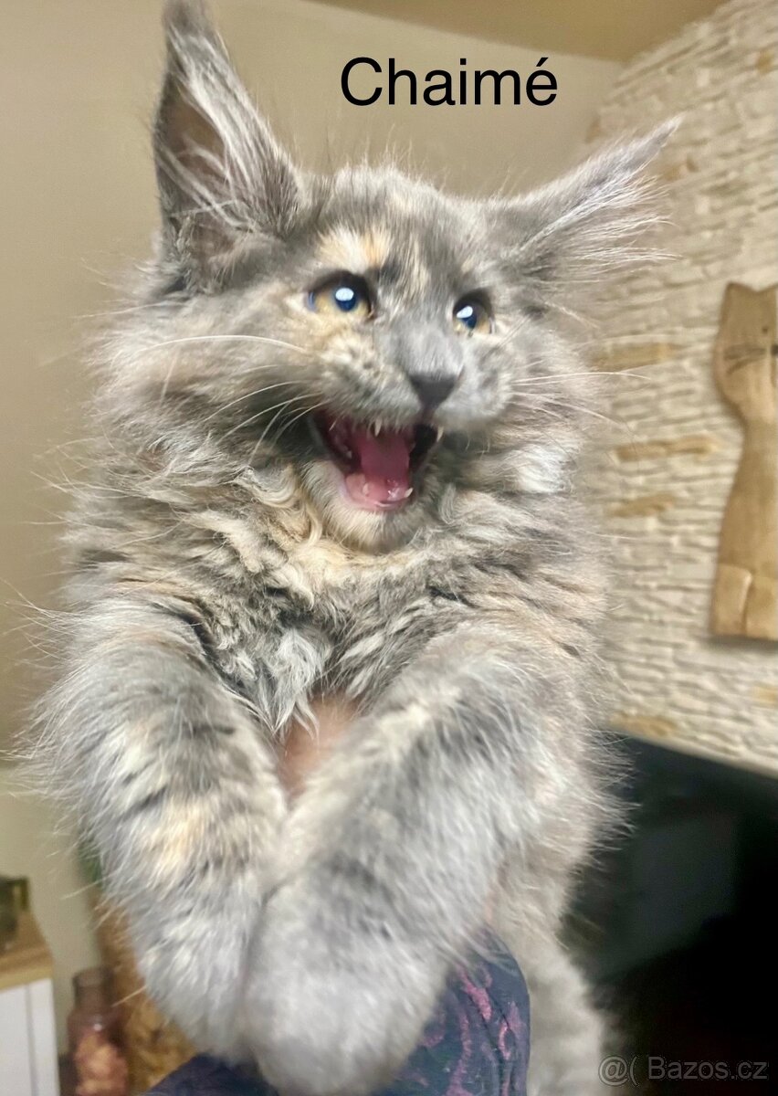 Mainská mývalí s PP - 2