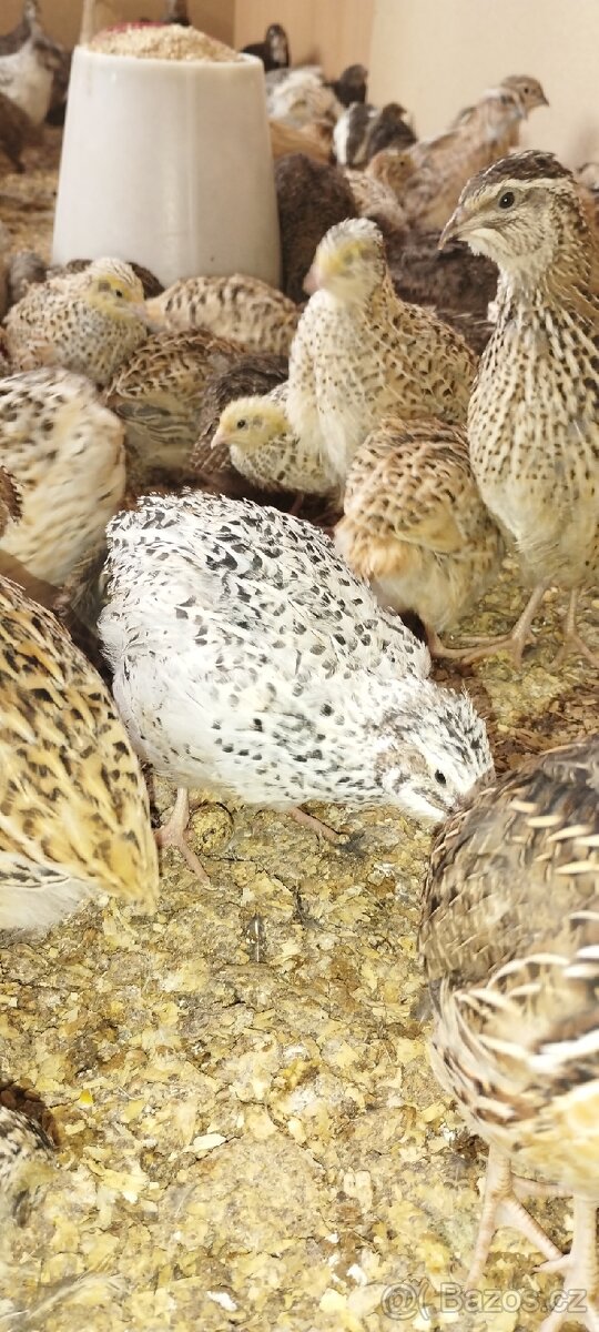 Křepelka japonská - 2