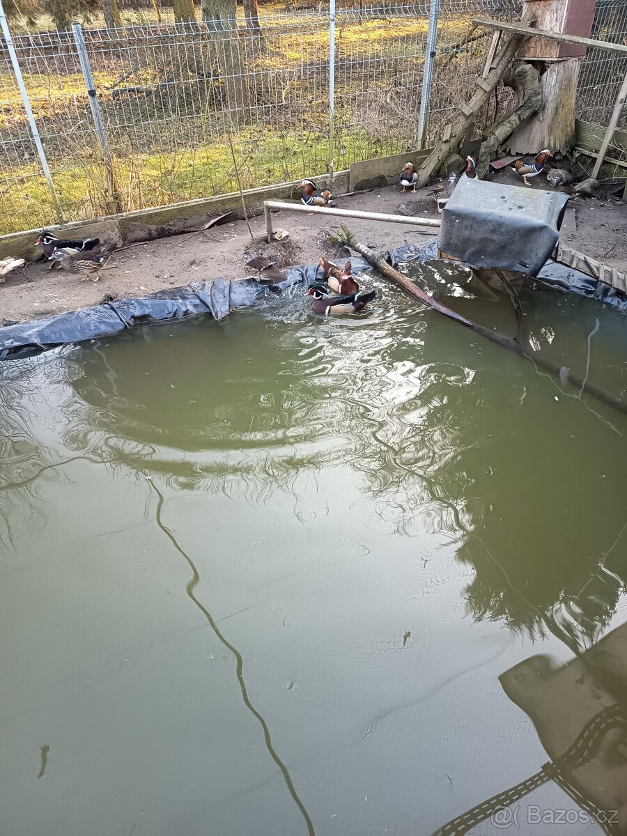 Kachnička karolínská - 2