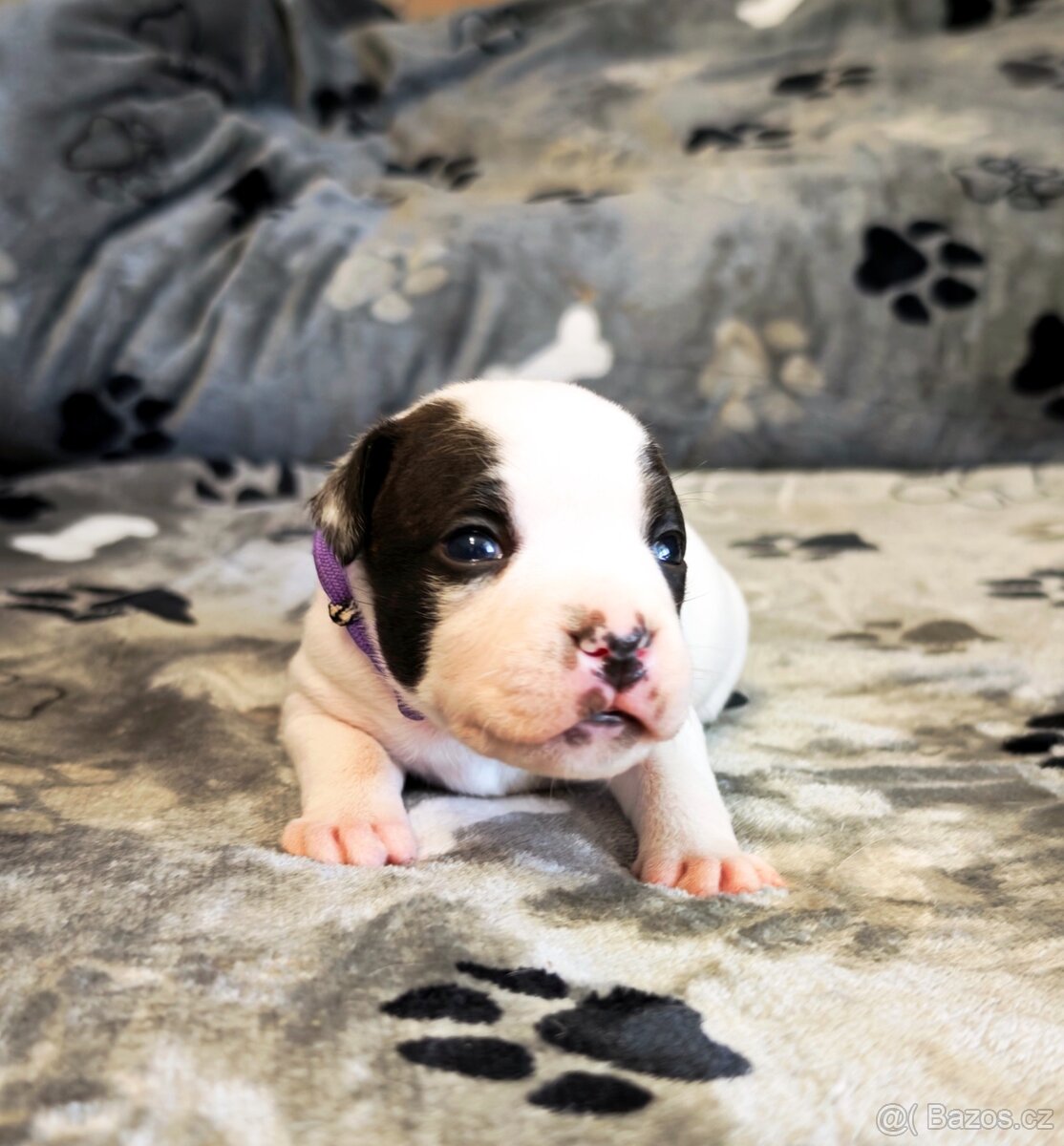 Stafordšírský bulteriér s PP - 2