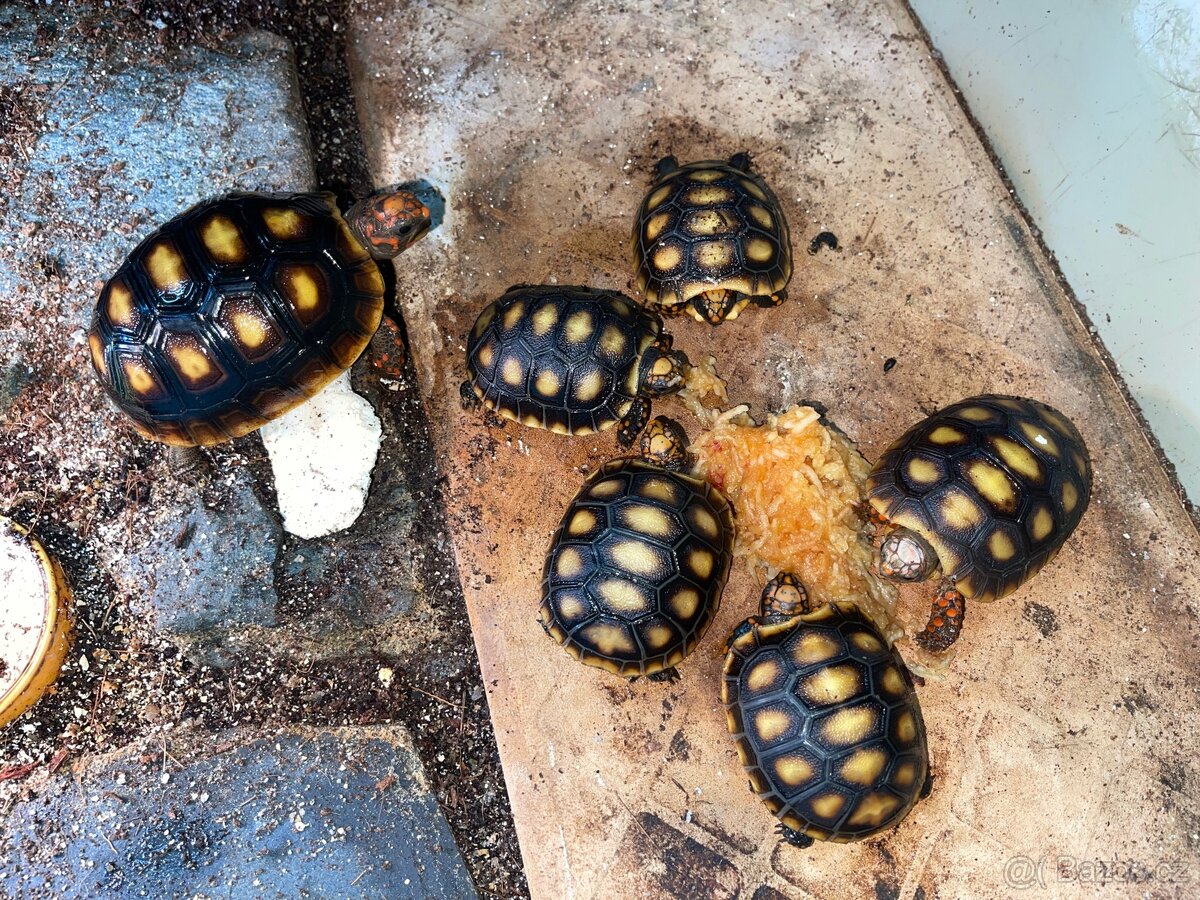 Mláďata - želva uhlířská - 2