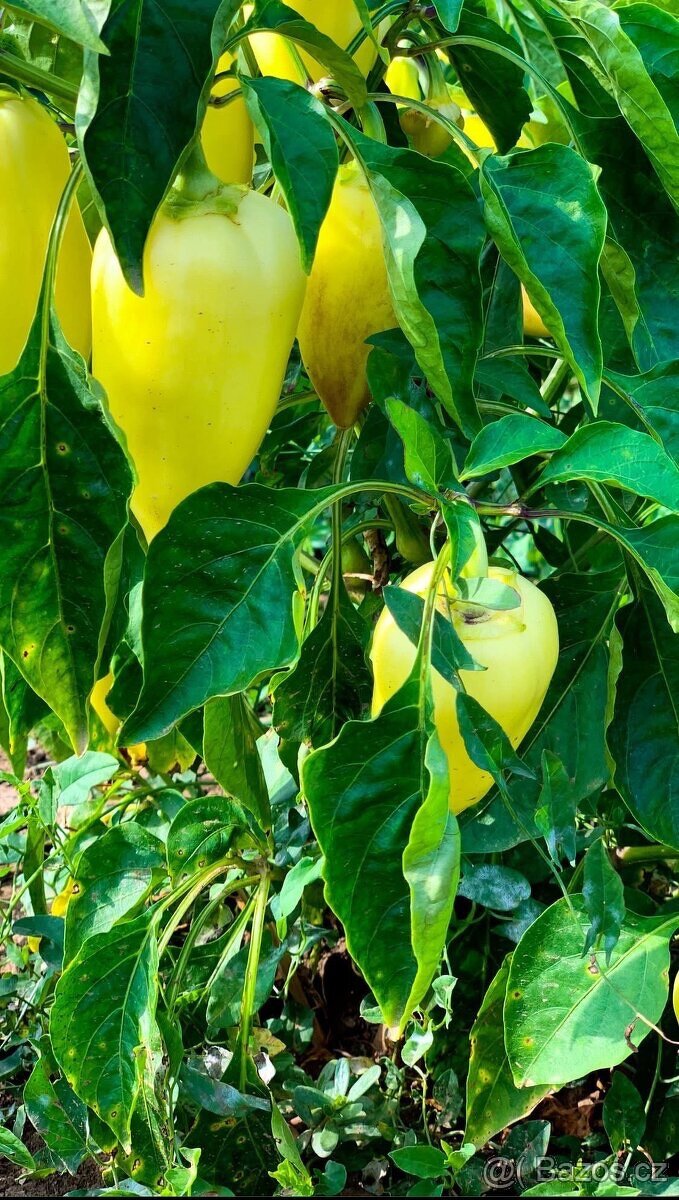 Přísady paprik - 2