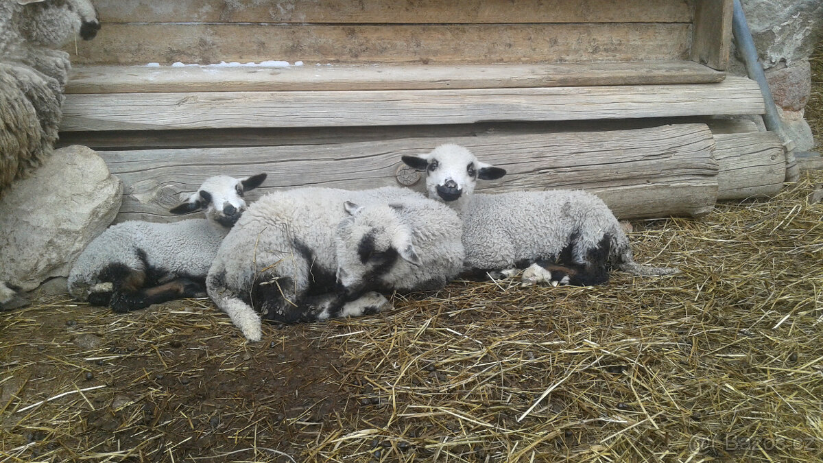 Jehňata : beránek + jehničky REZERVACE do 8.5. 26 - 2