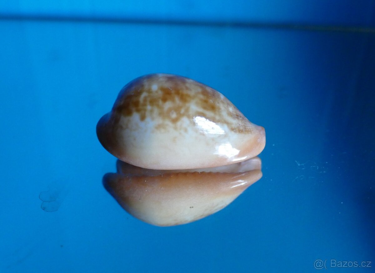 Zonaria pyrum - 2