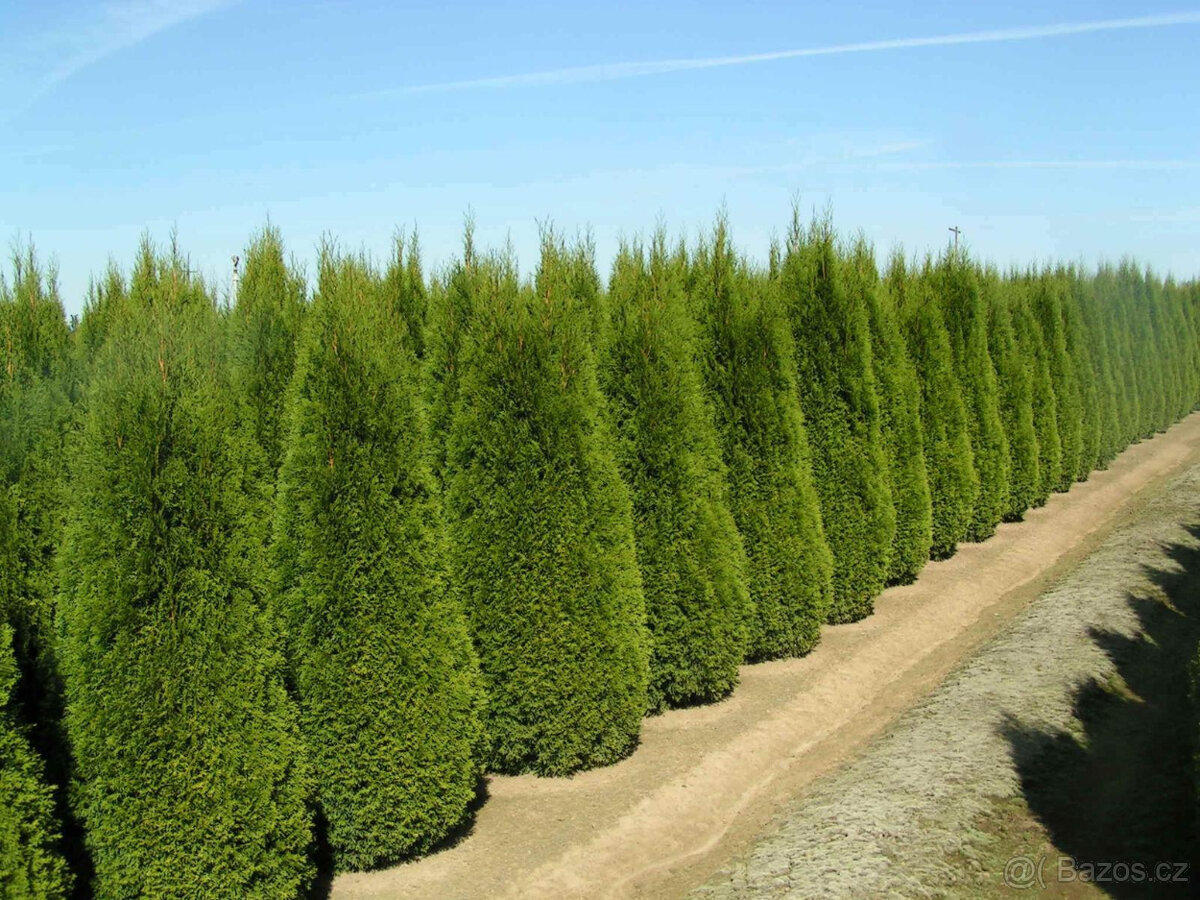 Thujr SMARAGD - VÝŠKA 45-50 CM na živý plot - 2