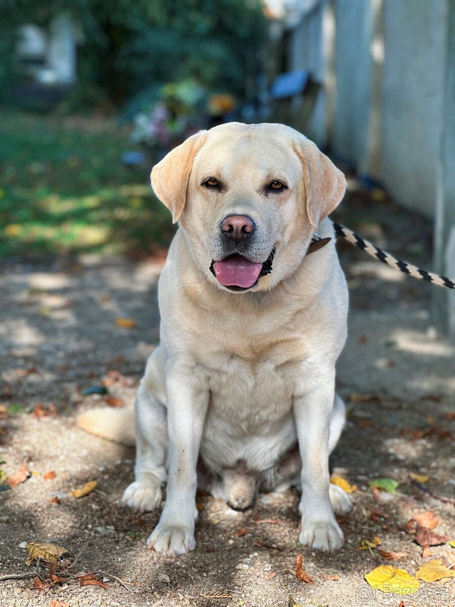 Labradorský Retriever ke krytí - 2