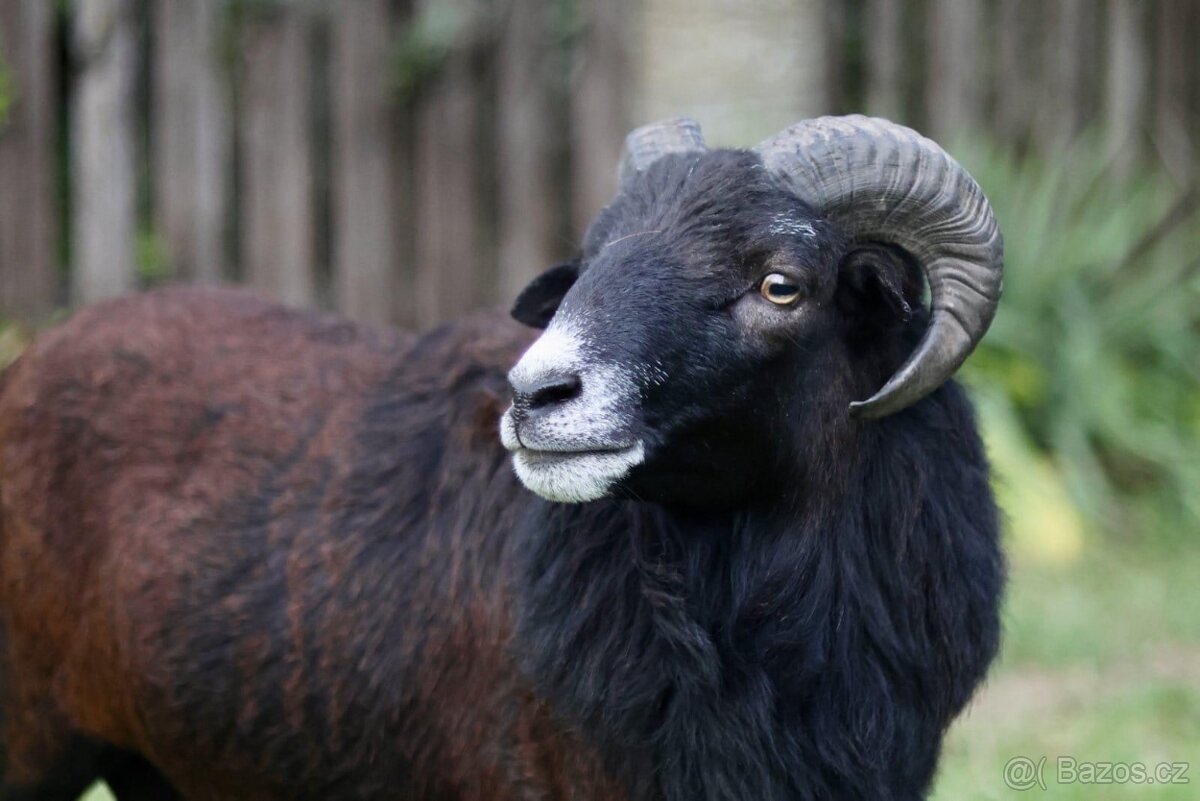 Kamerunský beránek - 2