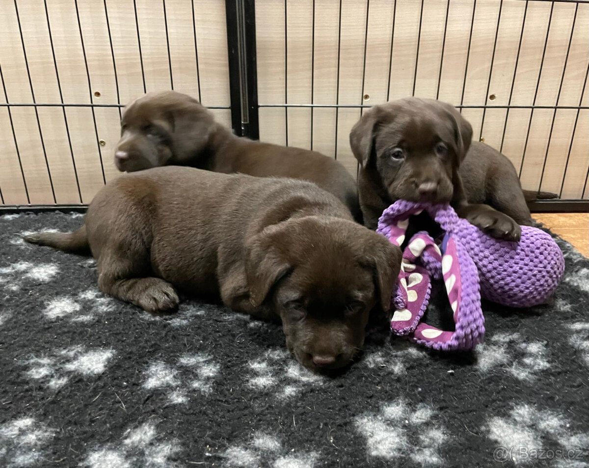 Labradorský retrivr - 2