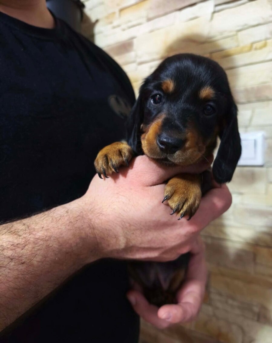 Jezevčík hladkosrstý trpasličí - 2