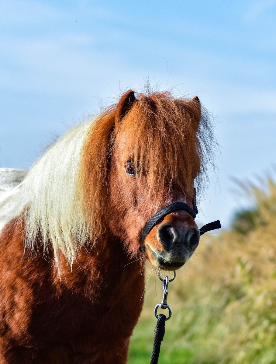 Mini Shetland - 2