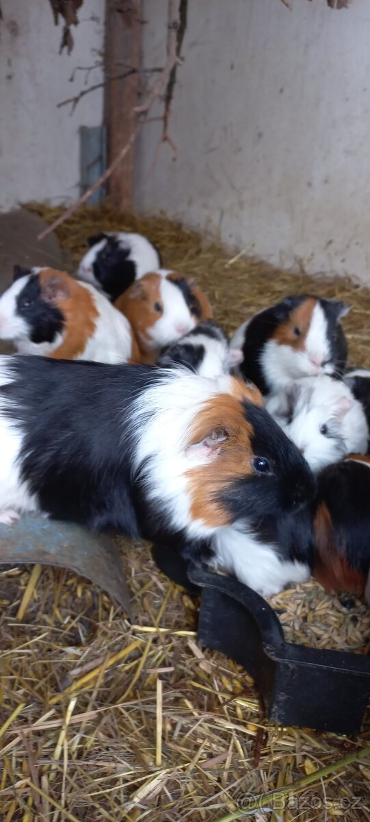 Morčata, Morče - 2