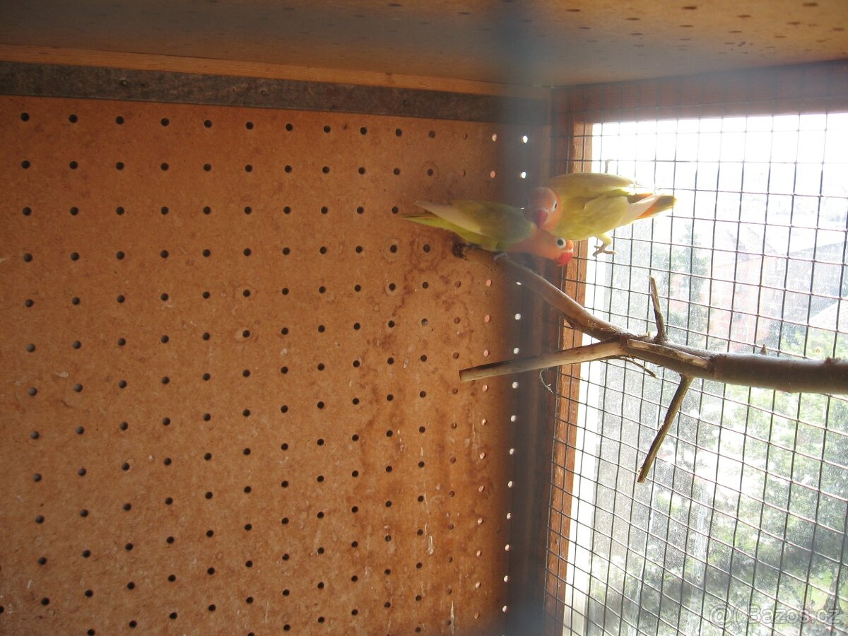 Agapornis fischeri - 2