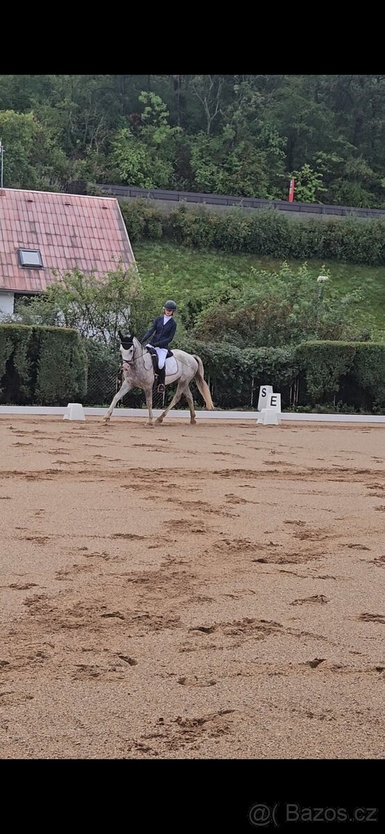 Mladý Pony Welsh 148cm - 2