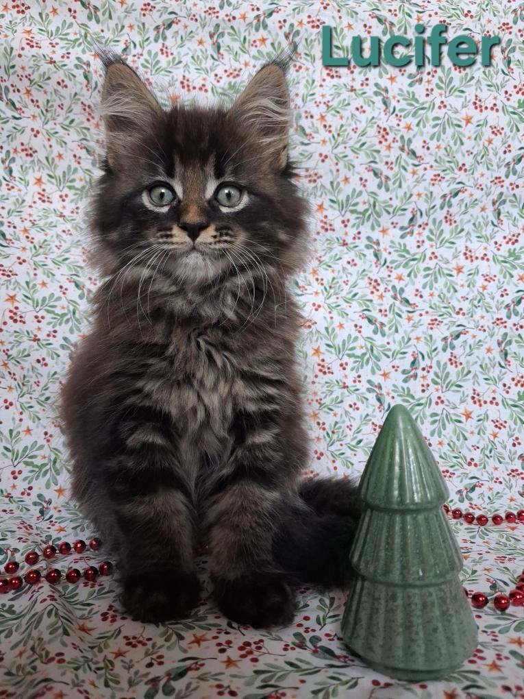 Mainská mývalí - 2