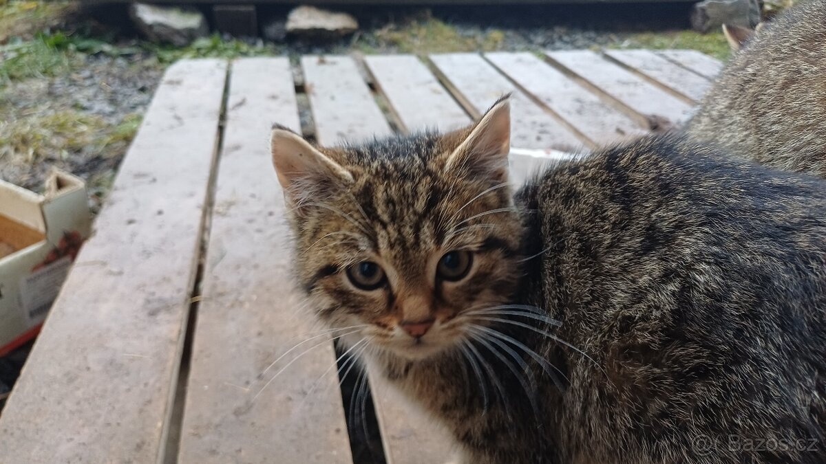 Daruji 2 kocourky - 2