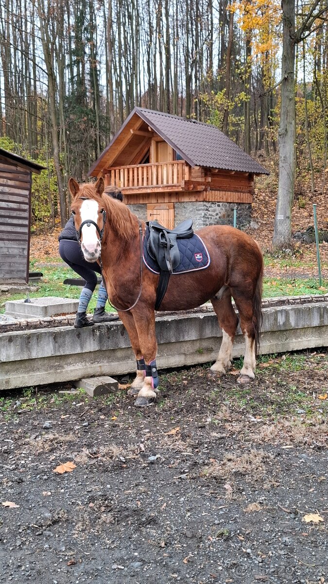 Maďarský chladnokrevník - 2