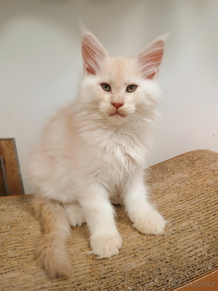 Mainská mývalí s PP - 2