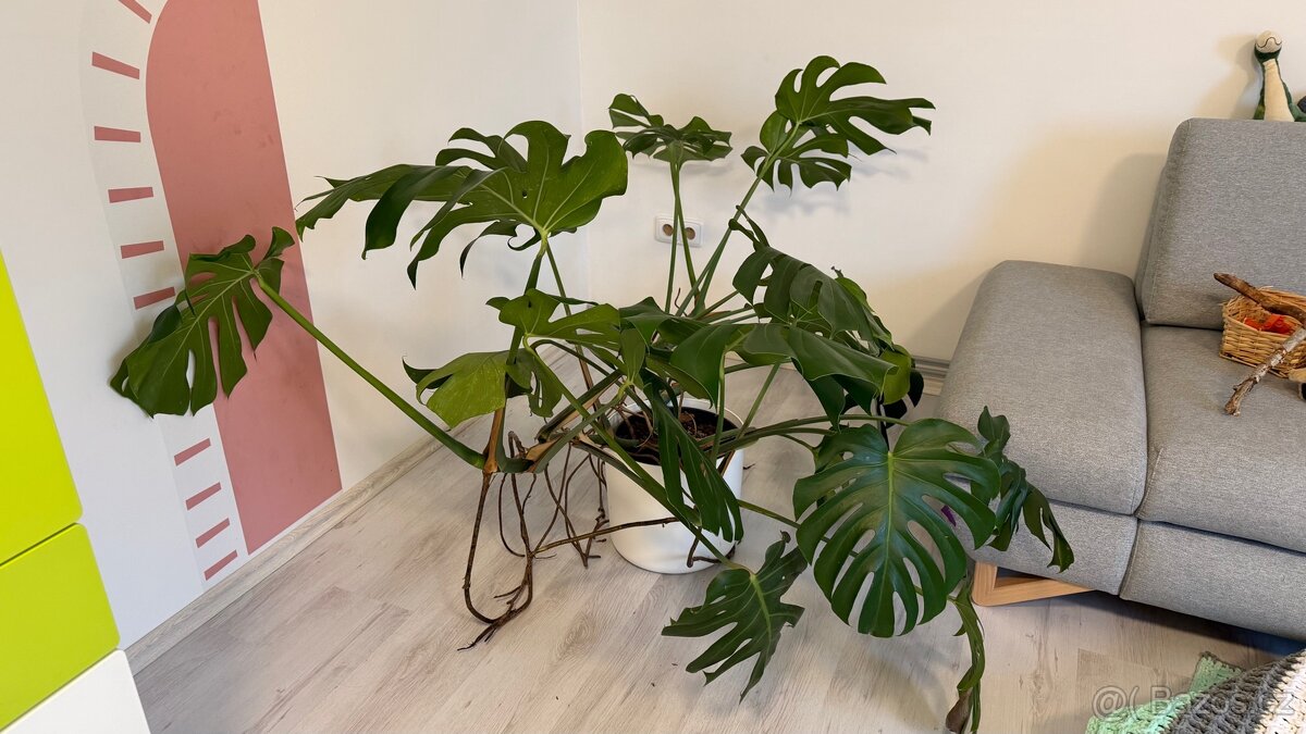 Monstera - 2