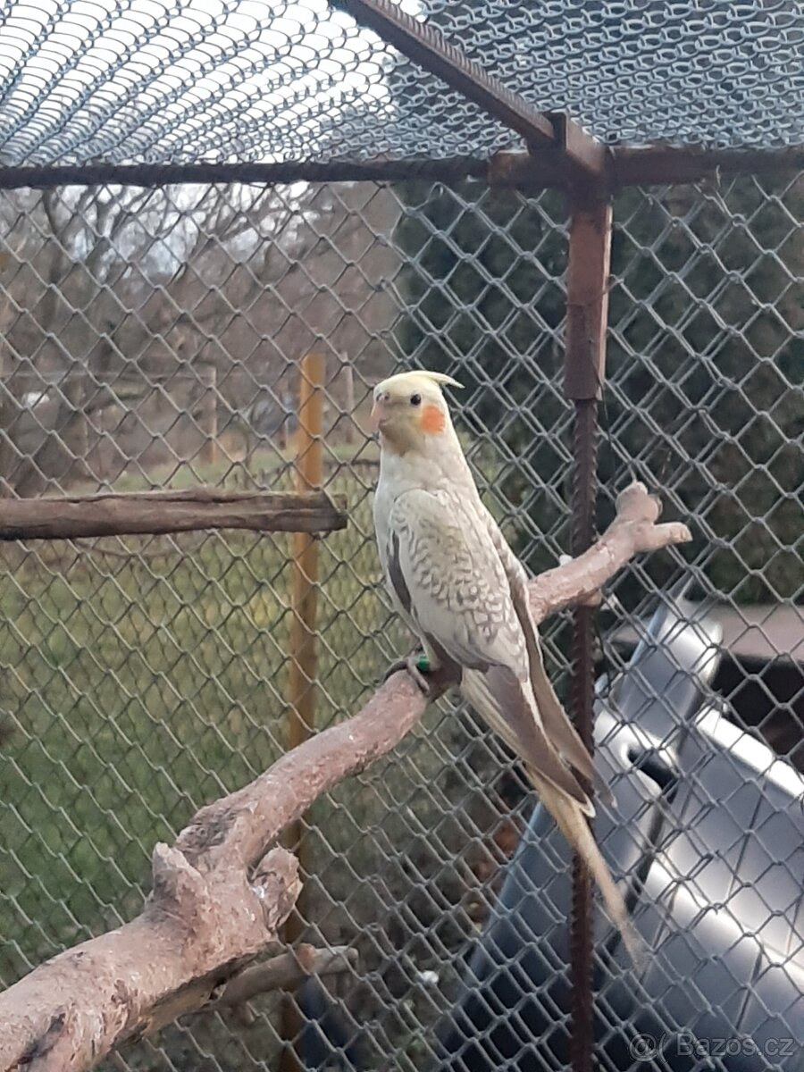 Korely ... korela - 2