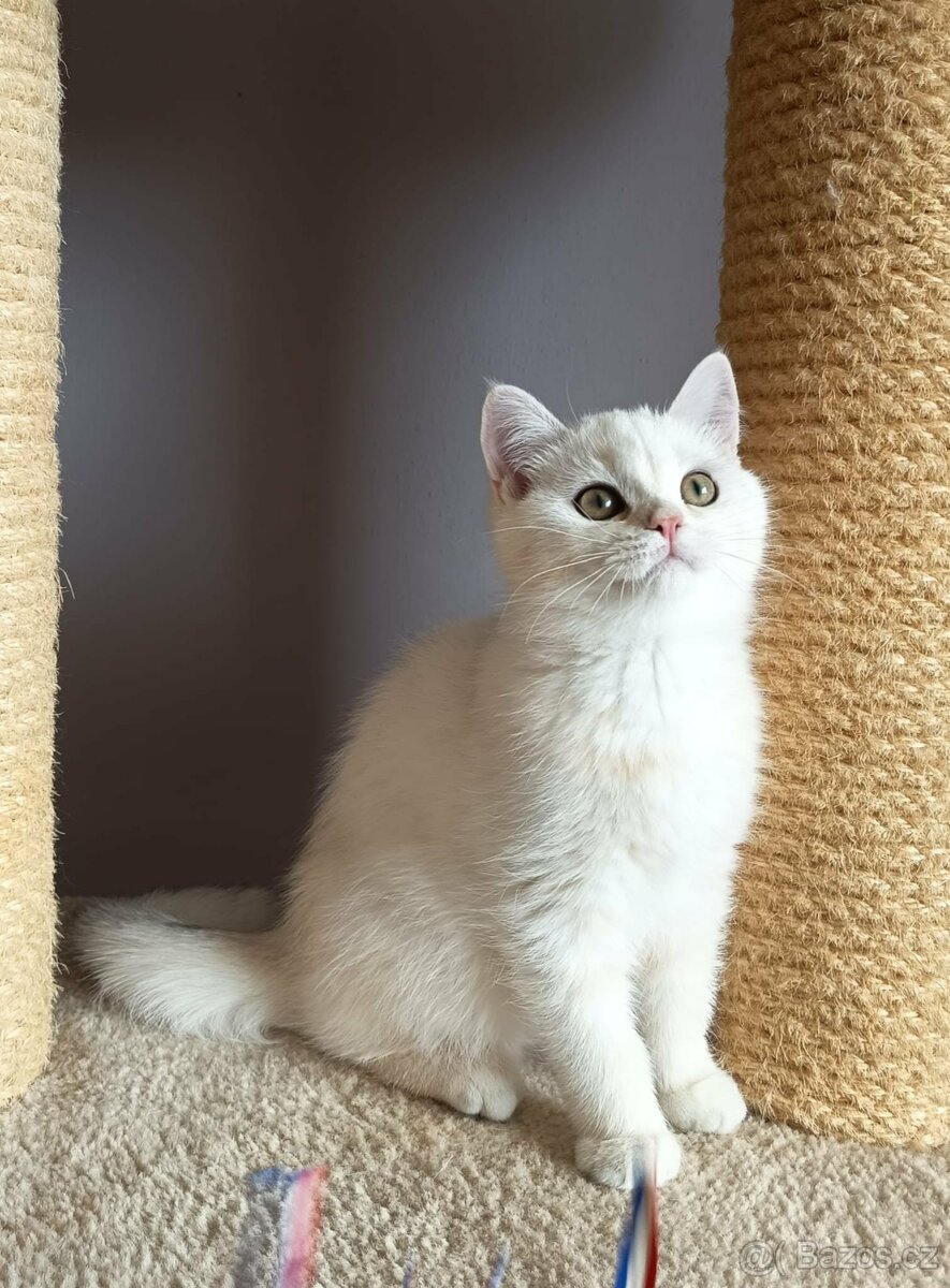 Koťátka britské kočky s PP - 2