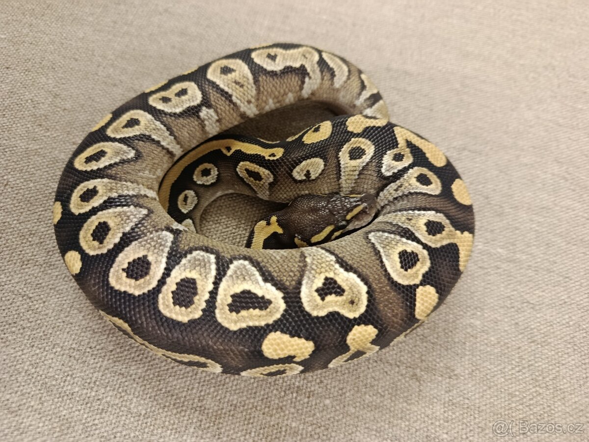 Krajta královská - 2
