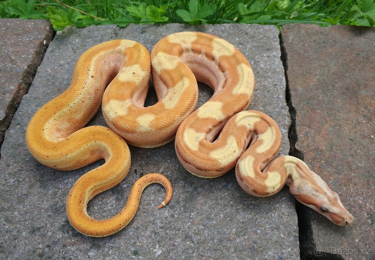 Boa imperator - Paradise Sunglow Aztec, Sunglow Motley - 2