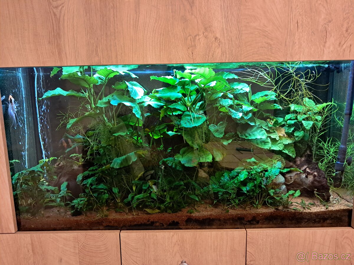 Akvarium 250l - 2
