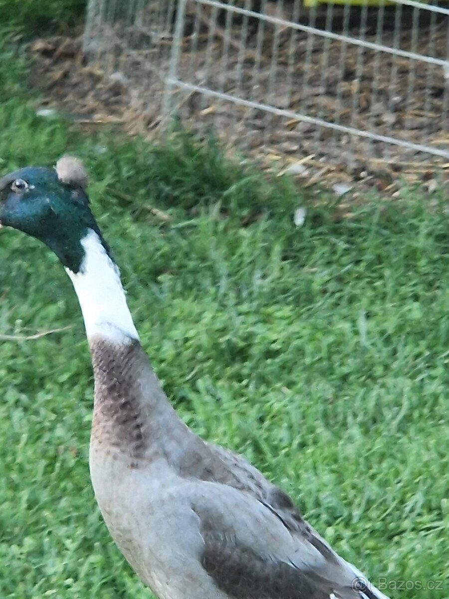 Indické běžce - 2