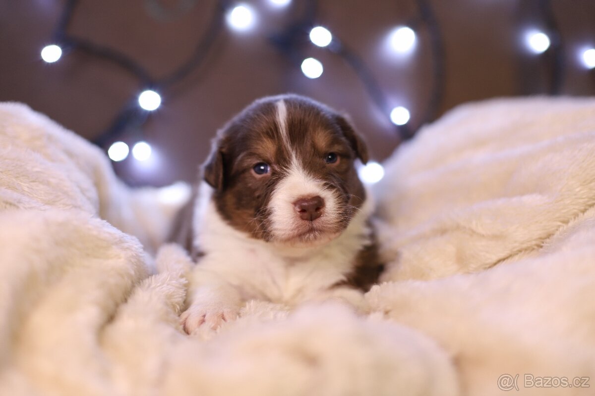 Australský ovčák s PP - 2