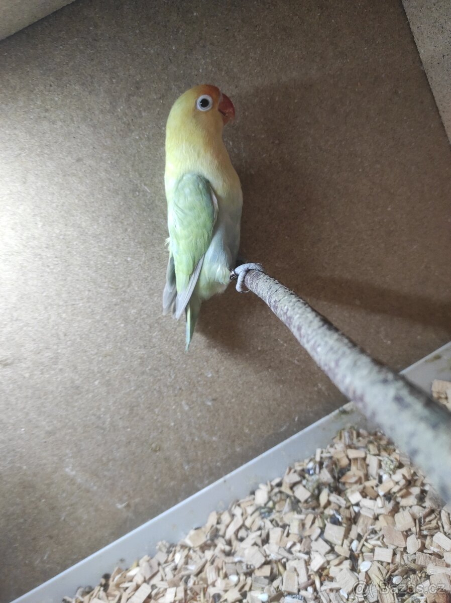 Agapornis Fisherův - 2