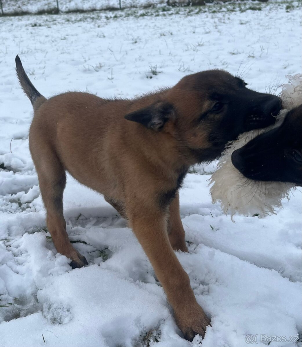 Belgický ovčák malinois s PP - 2