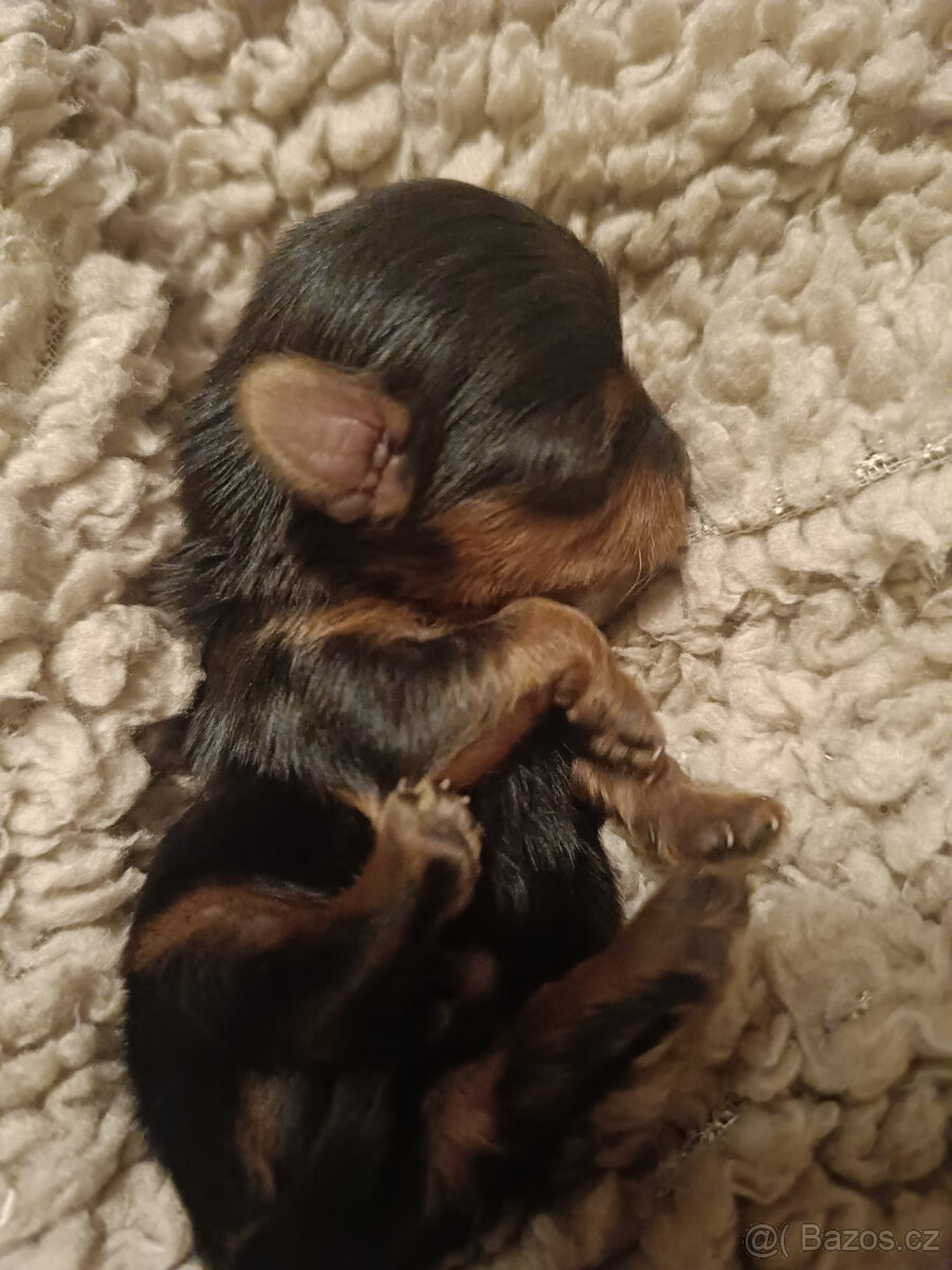 MICRO York Yorkšírský teriér XXXS Kluci si rezervují - 2