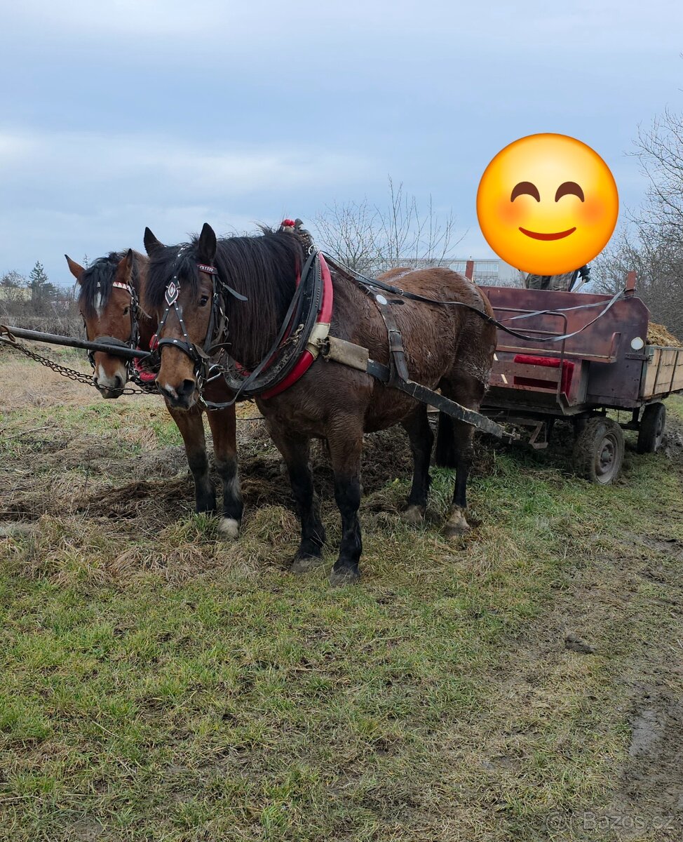 Predam tažne koňe s papiermi - 2
