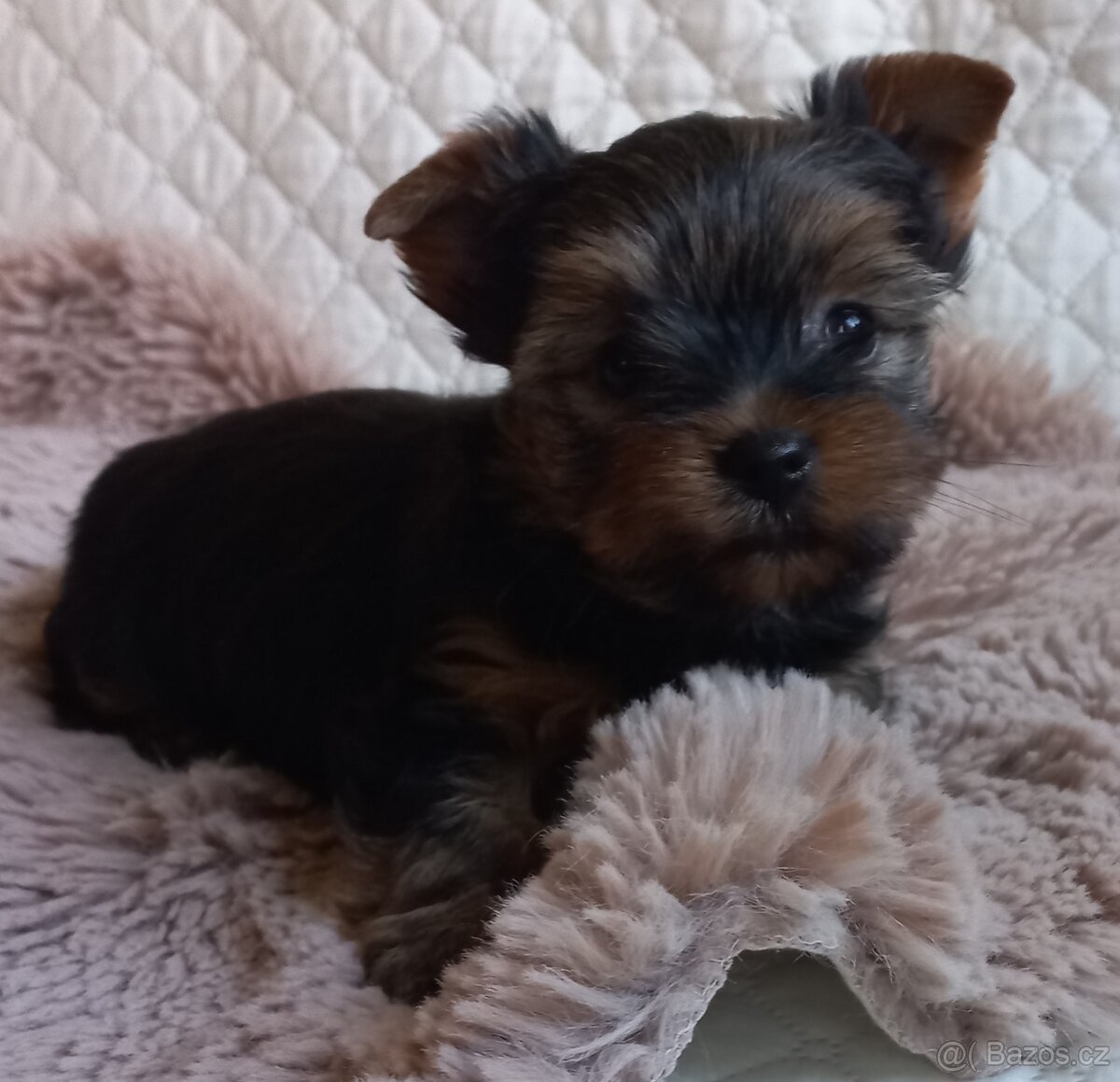 Jorkšírský teriér - maličký psík - 2