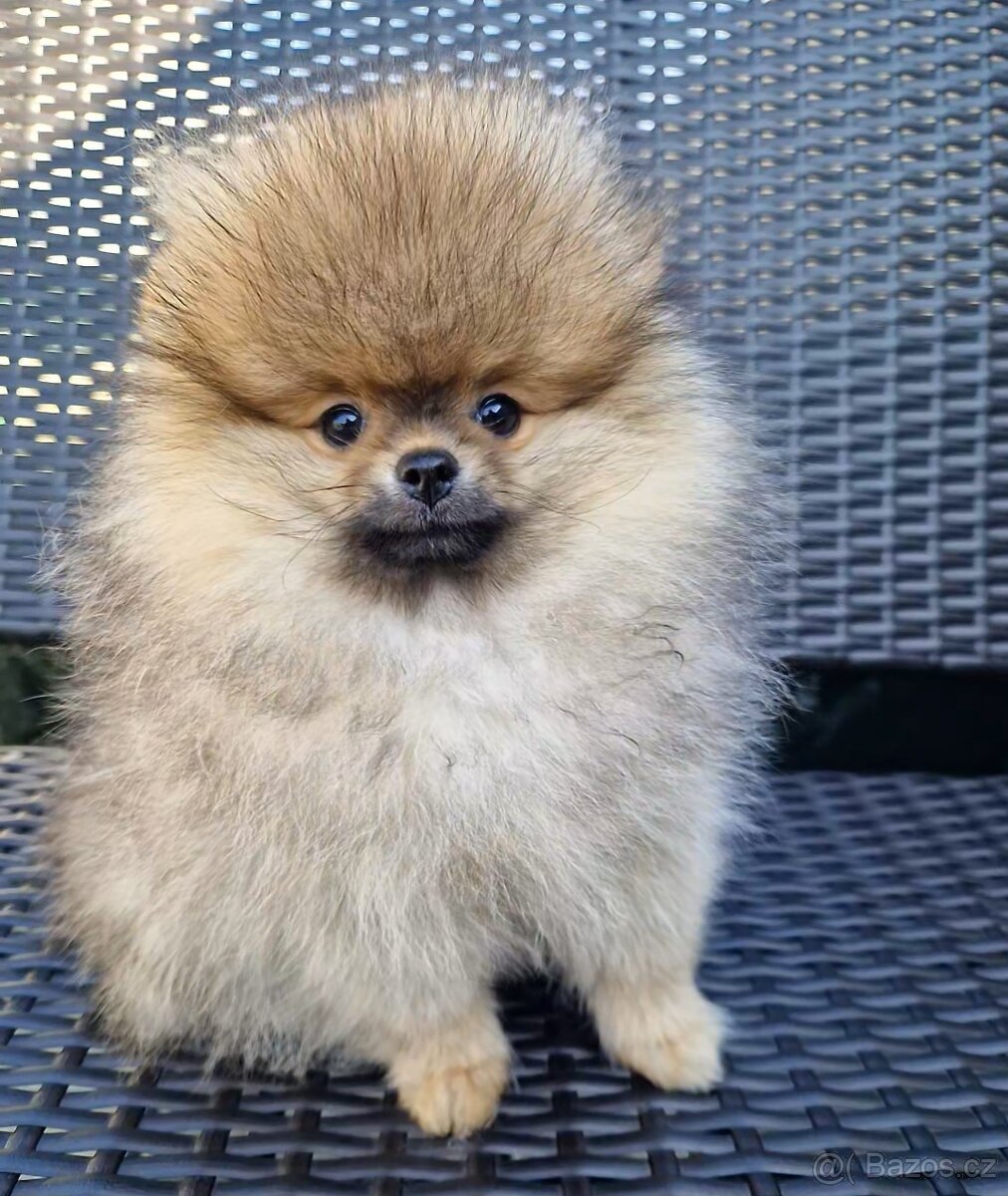 Pomeranian - 2