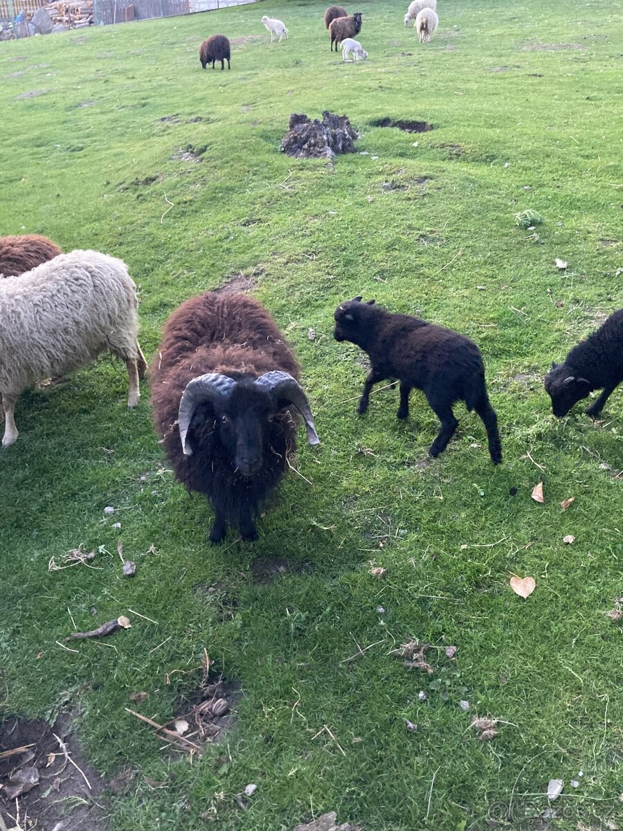 Prodám beránka - 2