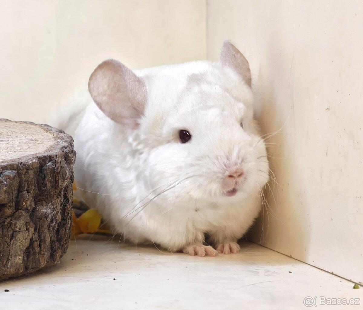 Činčila White Tan Curly - 2