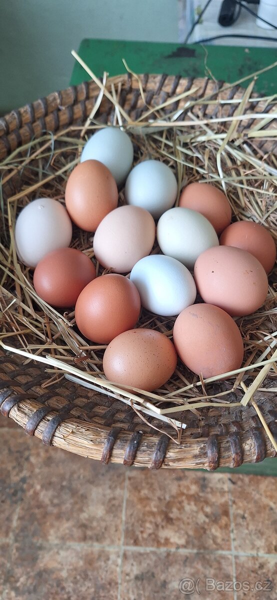 Prodám domácí vajíčka - 2