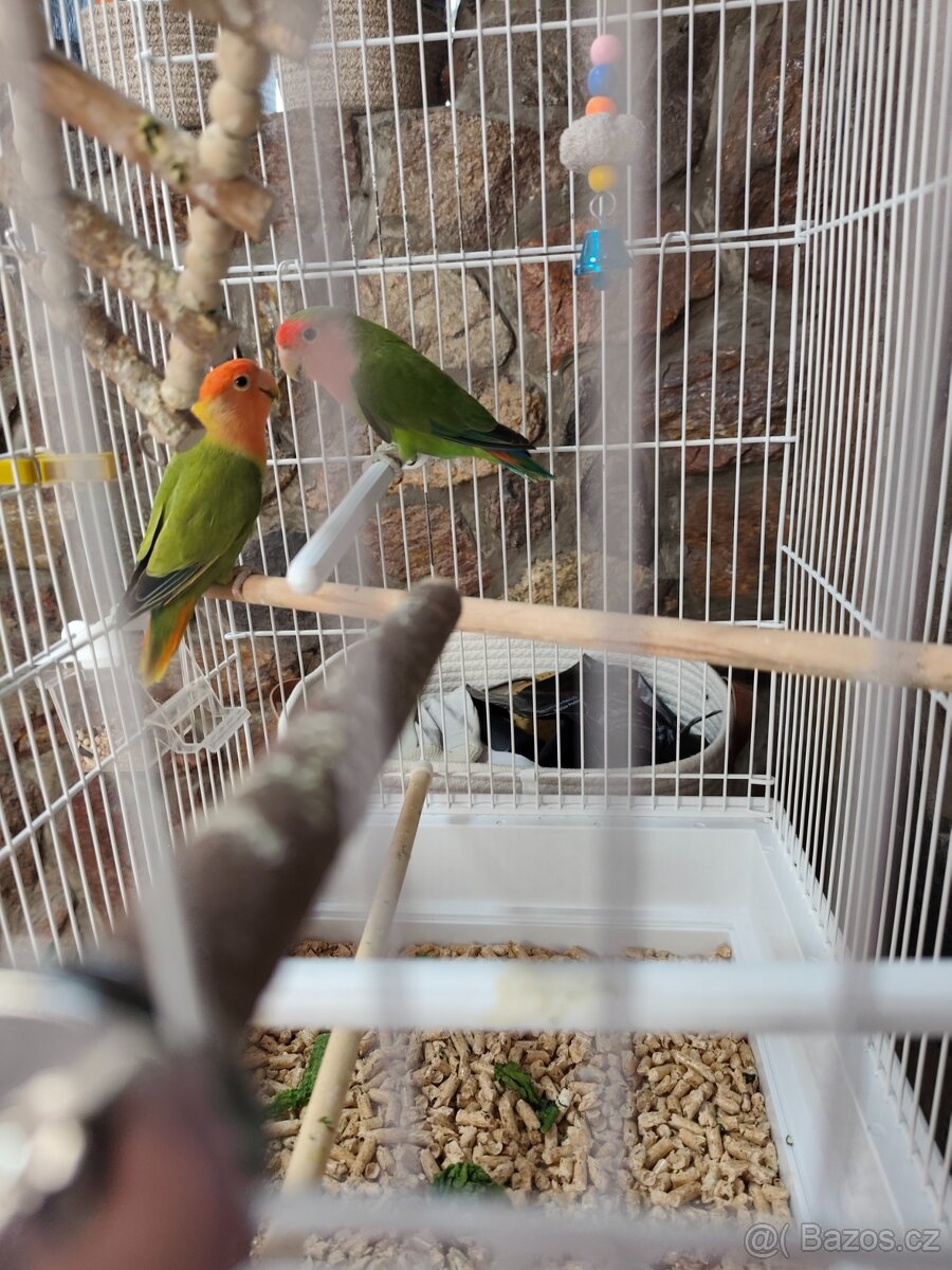 Agapornis růžohrdlý - 2