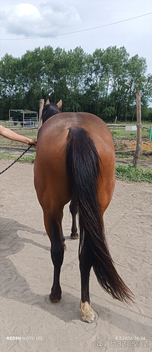 Quarter horse klisna - 2
