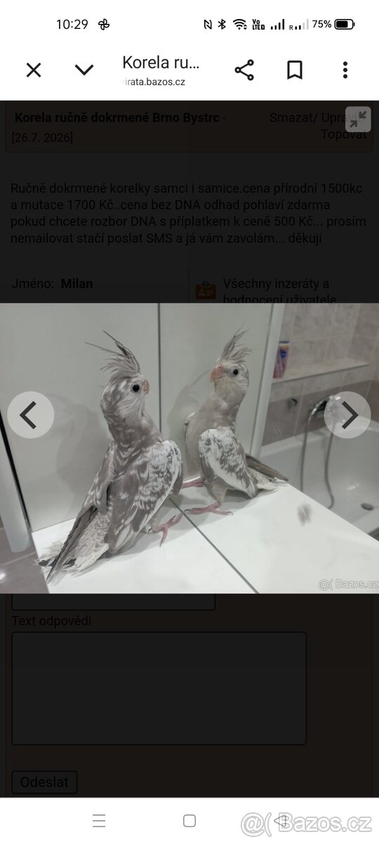 Korely ručně dokrmené Brno - 2