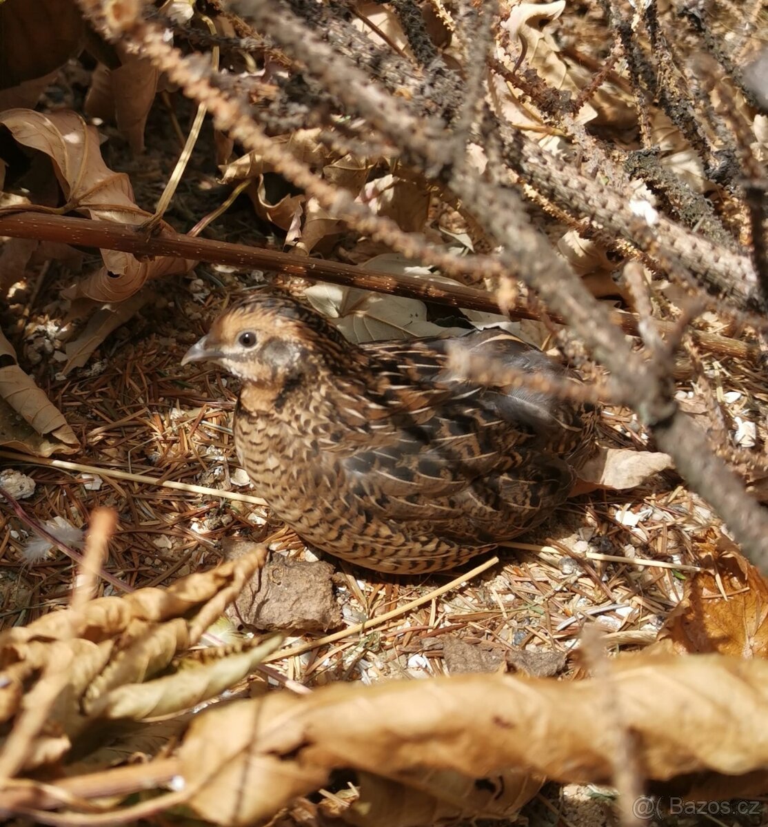 Holoubek diamantový skořice - 2