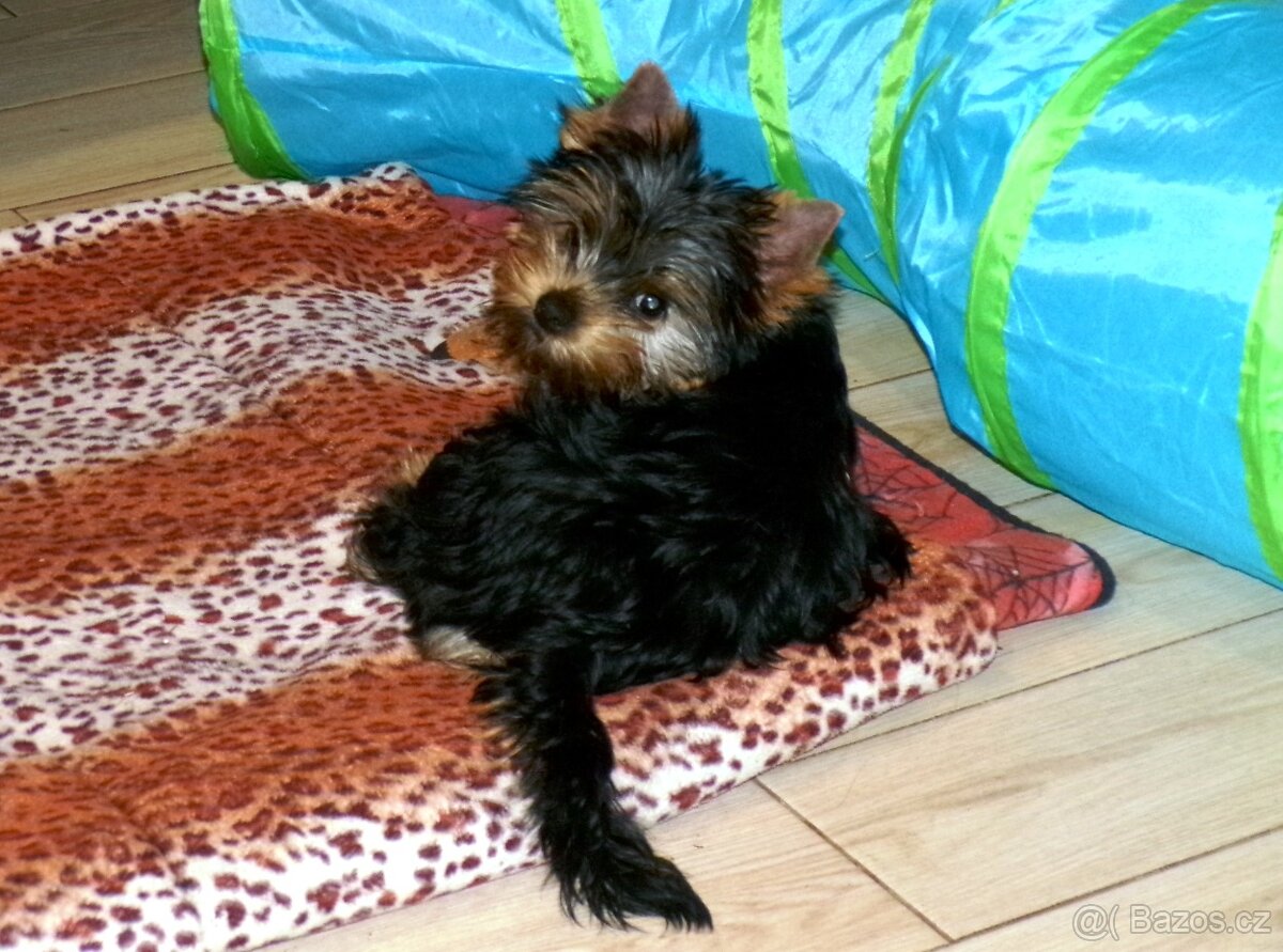 Jorkšírský terrier s PP - 2